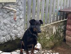 Продаю немецкого ягдтерьера