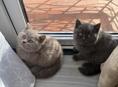Чистокровные британские котята! 