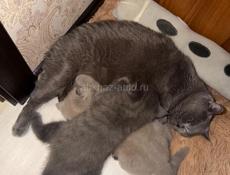 Чистокровные британские котята! 