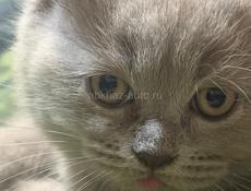Чистокровные британские котята! 