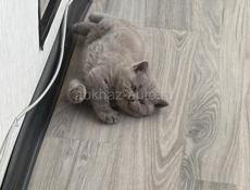 Чистокровные британские котята! 