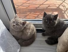 Чистокровные британские котята! 