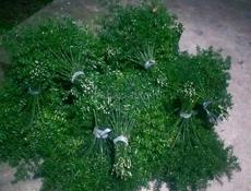 Калючие веники.