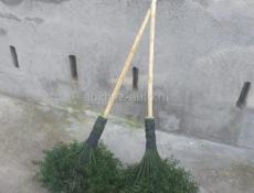 Калючие веники. 