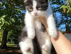 срочно в добрые руки