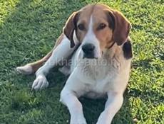 Потерялась собака