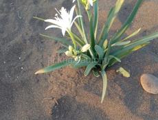 Имеется в продаже свежеприготовленная аджика,в наличии