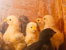 Цыплята