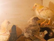 Цыплята 