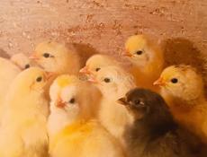 Цыплята