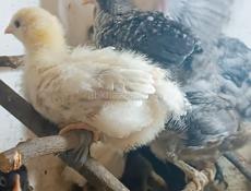 Цыплята