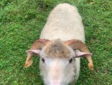 Продажа барана 