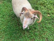 Продажа барана