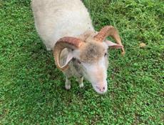 Продажа барана