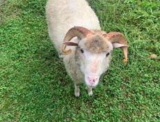 Продажа барана