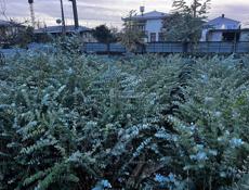 Эвкалипт серебристый