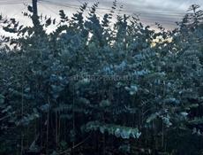 Эвкалипт серебристый 