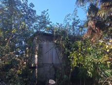 спил деревьев