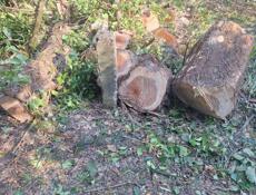 спил деревьев