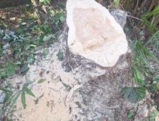 спил деревьев