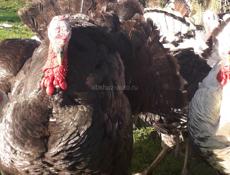 Продаются индюки