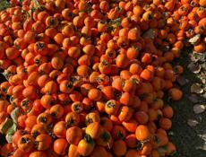 Ищу рабочих для чистки хурмы 