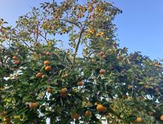 Плоская хурма