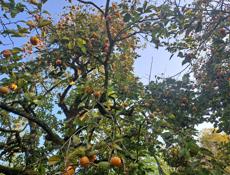 Плоская хурма