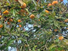 Плоская хурма