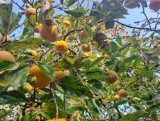 Плоская хурма