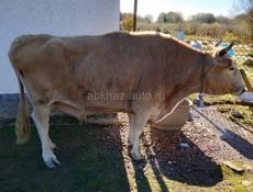 Продается 🐂 