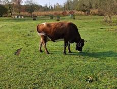 Продается корова