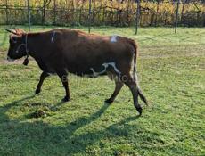 Продается корова 