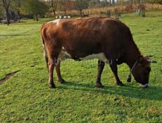 Продается корова