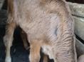 Продается теленок