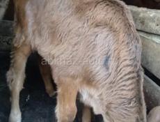 Продается теленок