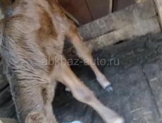 Продается теленок