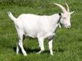 Продаются породистые козы