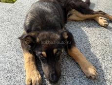 В добрый руки (мальчик)