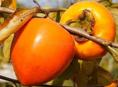 Продам хурму ,бычее сердце
