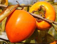 Продам хурму ,бычее сердце