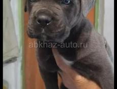 Щенки Кане Корсо 🖤🖤🖤🖤🖤🖤🖤🖤🖤🖤