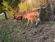 Продаю двух телочек 