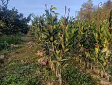 Продаются раннеспелые сорта цитрусовых