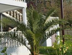 Продается пальма 