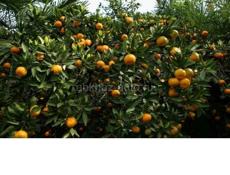 Земельный участок 