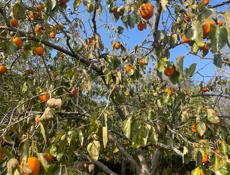 Продаю хурму 