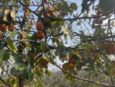 Продаю хурму