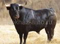 Продается бык 150 кг 