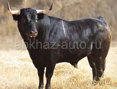 Продается бык 150 кг 